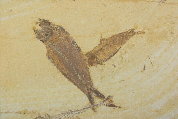 Plate With Two Fossil Fish (Knightia) - Wyoming #373855